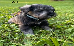 Miniature Schnauzer dogs for sale: Aj - Image 1