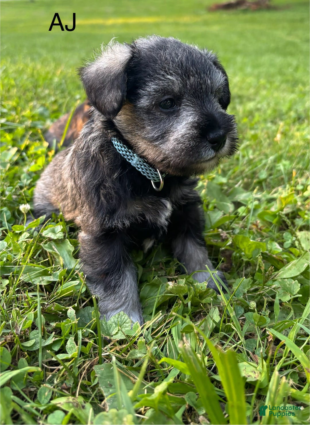 Miniature Schnauzer dogs for sale: Aj - Image 1