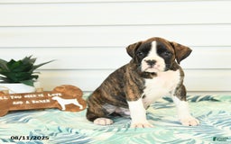 Boxer dogs for sale: Rufus - Image 4