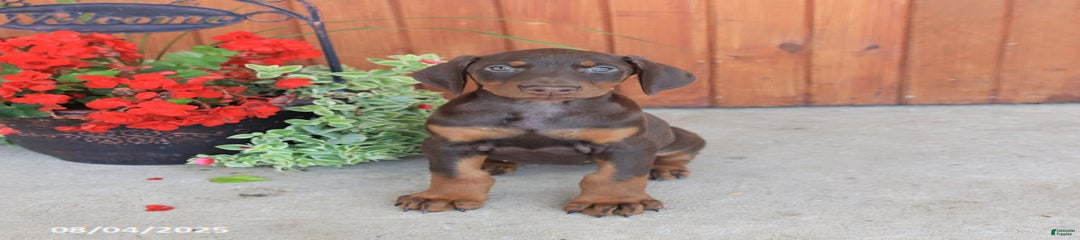 Daphne