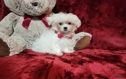 Malshi dogs for sale: Lacey - Image 10