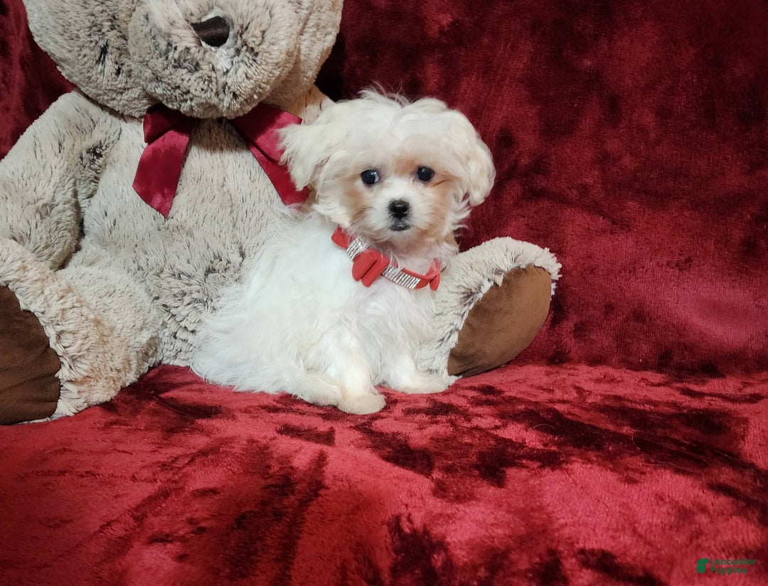 Malshi dogs for sale: Lacey - Image 10