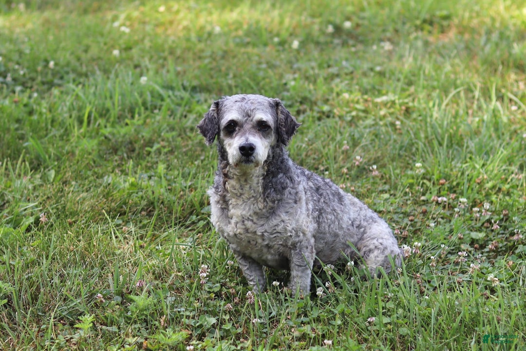 Shihpoo dogs for sale: Hudson - Image 11