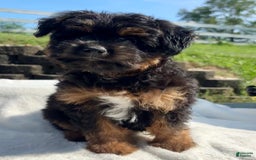 Australian Shepherd dogs for sale: Timmy  Mini - Image 2