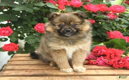 Pomeranian dogs for sale: Jill - Image 1