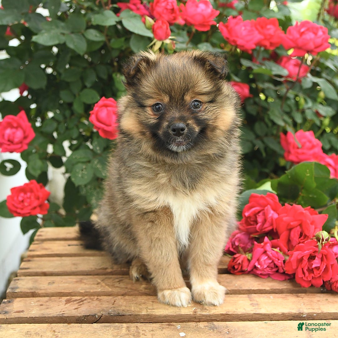 Pomeranian dogs for sale: Jill - Image 1