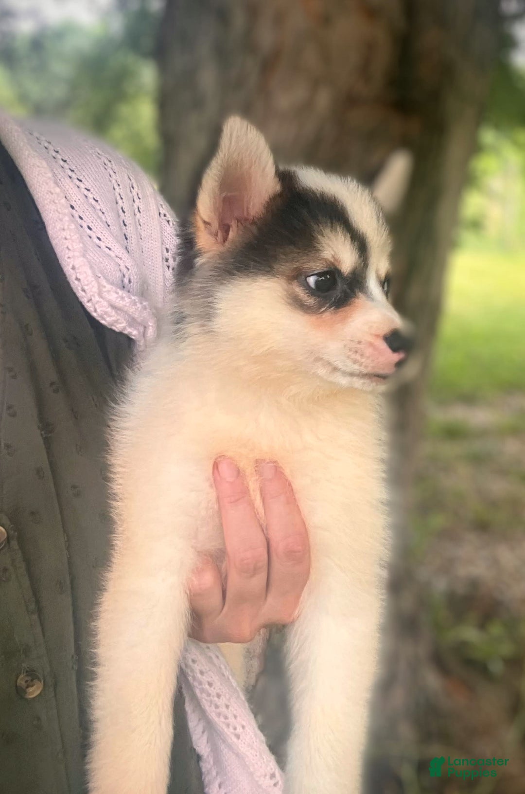 Pomsky dogs for sale: Sweet Girlie - Image 9