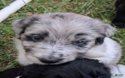 Newfypoo dogs for sale: Lime Green Boy - Image 2