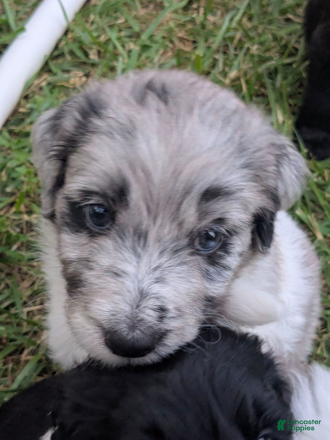 Newfypoo dogs for sale: Lime Green Boy - Image 2