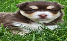 Pomsky dogs for sale: Snuggles - Image 3