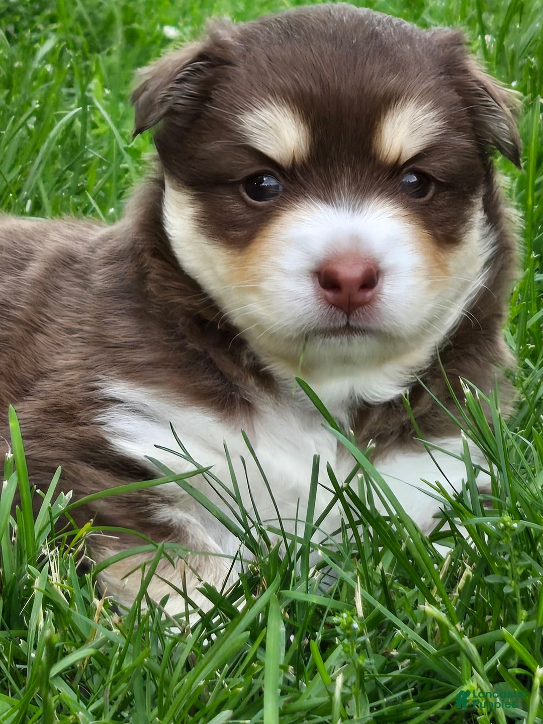 Pomsky dogs for sale: Snuggles - Image 3