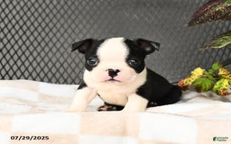 Boston Terrier dogs for sale: Junior - Image 3
