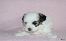 Teddy Bear dogs for sale: Hazel - Image 2