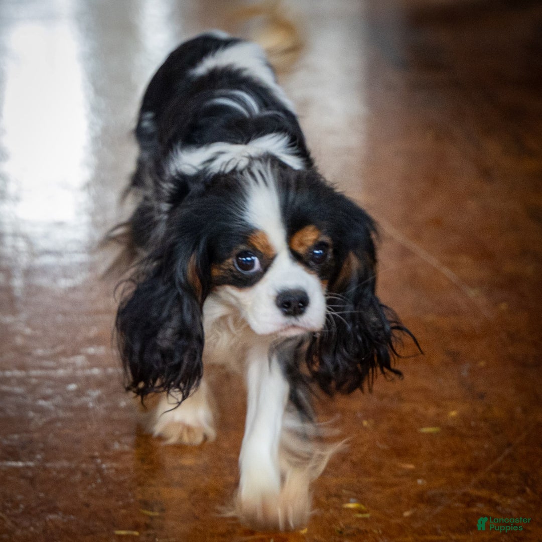 Cavalier King Charles Spaniel dogs for sale: Teddy - Image 5
