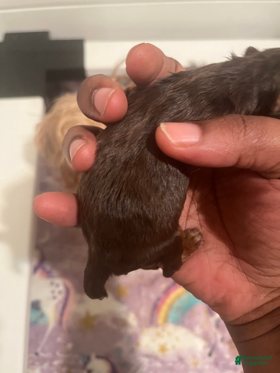Yorkiepoo dogs for sale: Mocha - Image 2