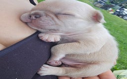 French Bulldog dogs for sale: Daisy - Image 10