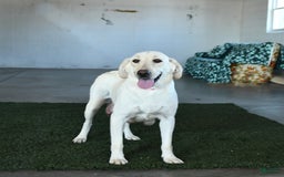 Goldador dogs for sale: Sarge - Image 6