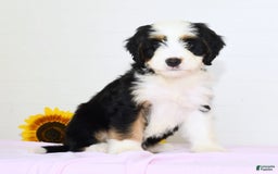 Mini Bernedoodle dogs for sale: Dawn - Image 2