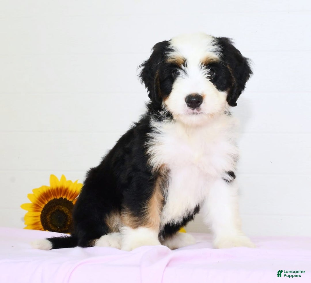 Mini Bernedoodle dogs for sale: Dawn - Image 2
