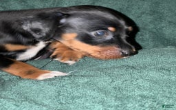 Miniature Pinscher dogs for sale: Miniature Pinscher 4 puppies - Image 6