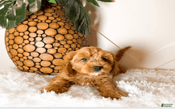 Cavapoo dogs for sale: Zeke - Image 4