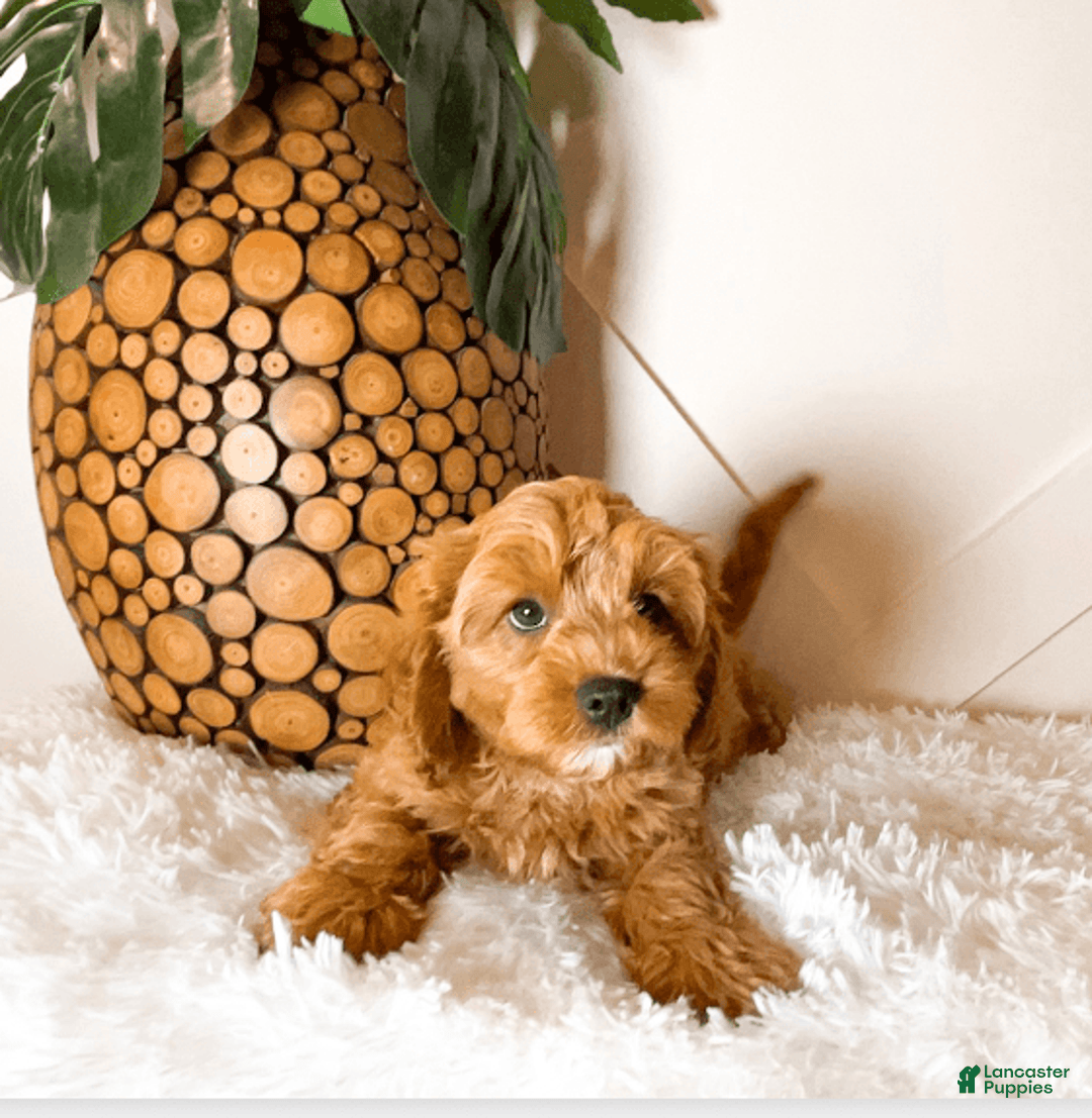 Cavapoo dogs for sale: Zeke - Image 4