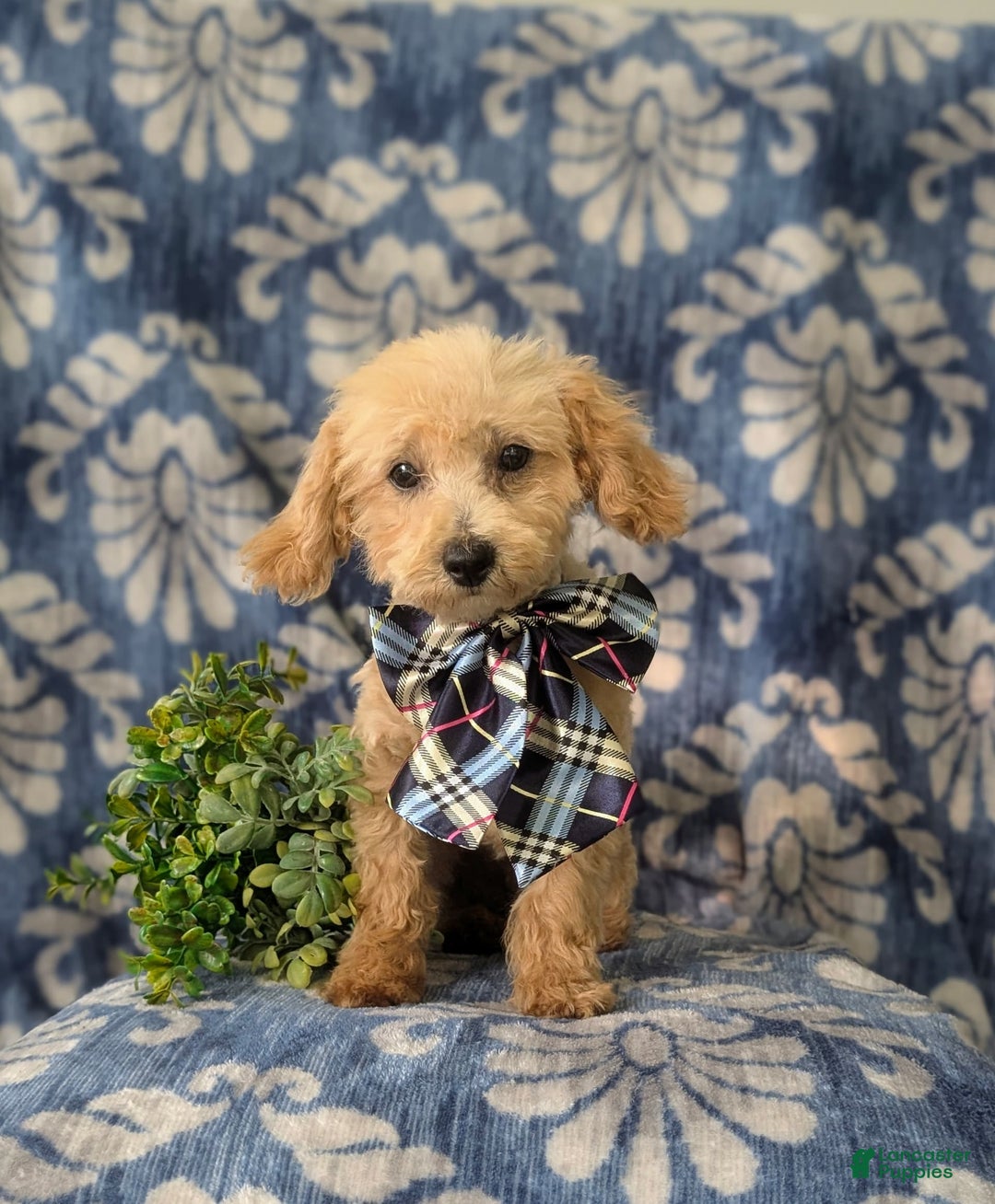 Miniature Poodle dogs for sale: Fabian - Image 8