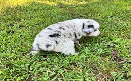 Australian Shepherd dogs for sale: Mr. Sprinkles - Image 4
