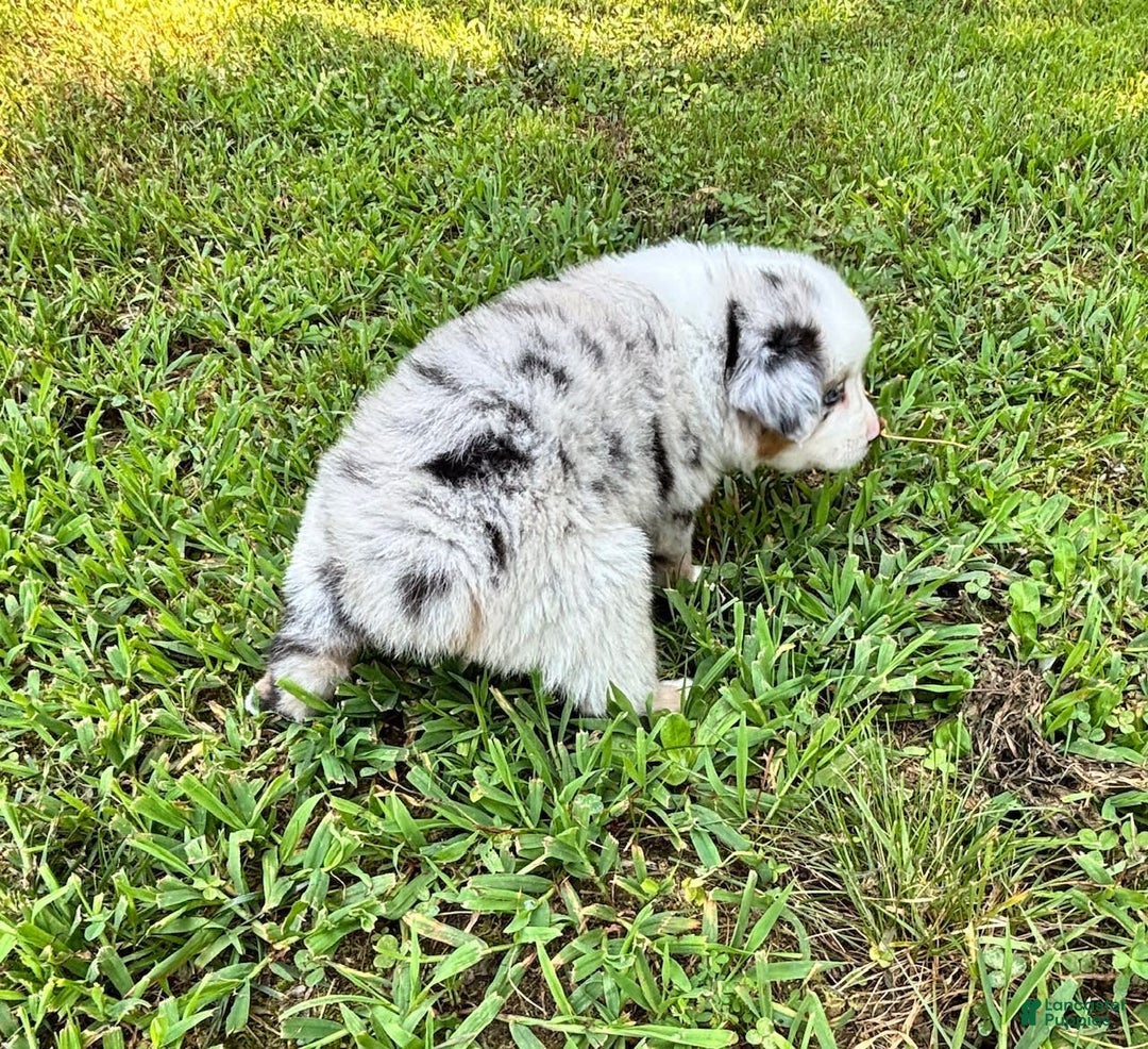 Australian Shepherd dogs for sale: Mr. Sprinkles - Image 4