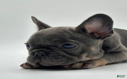 French Bulldog dogs for sale: Winni - Image 2