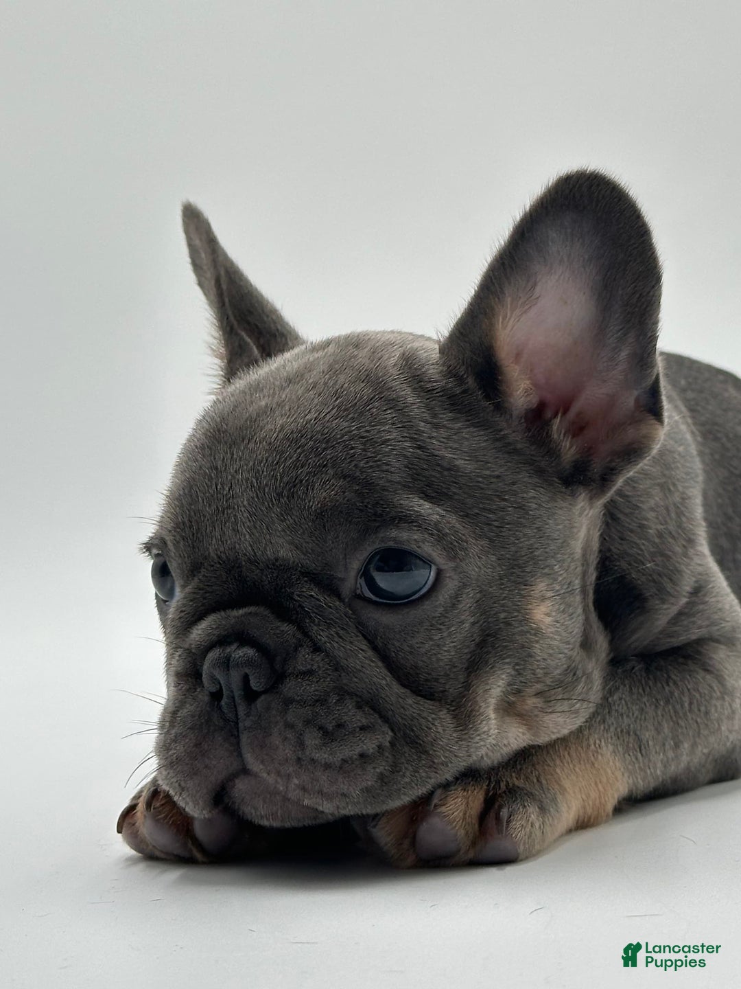 French Bulldog dogs for sale: Winni - Image 2