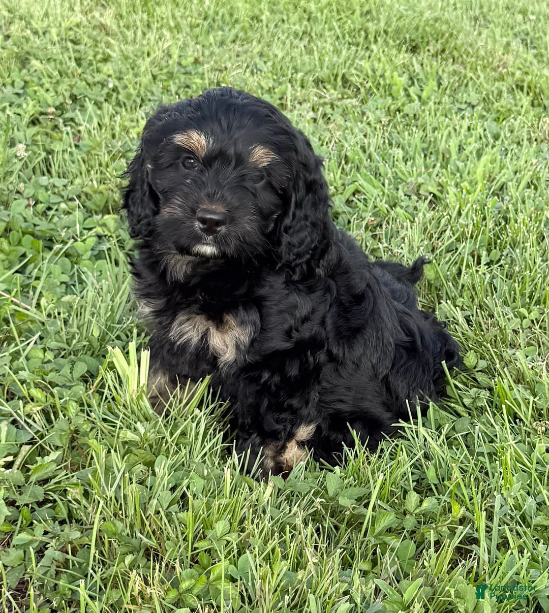 Cockapoo dogs for sale: Diva - Image 10
