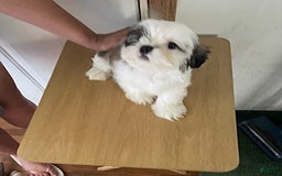 Shih Tzu dogs for sale: Little Rascal - Image 4