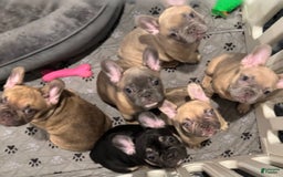 French Bulldog dogs for sale: Smokey - Image 12