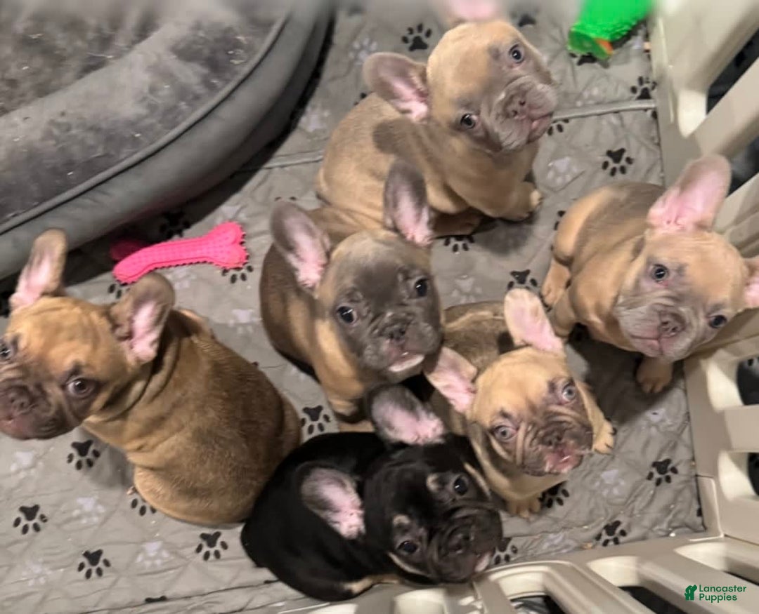 French Bulldog dogs for sale: Smokey - Image 12