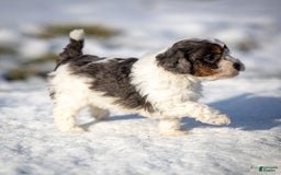 Cavapoo dogs for sale: Simba - Image 3