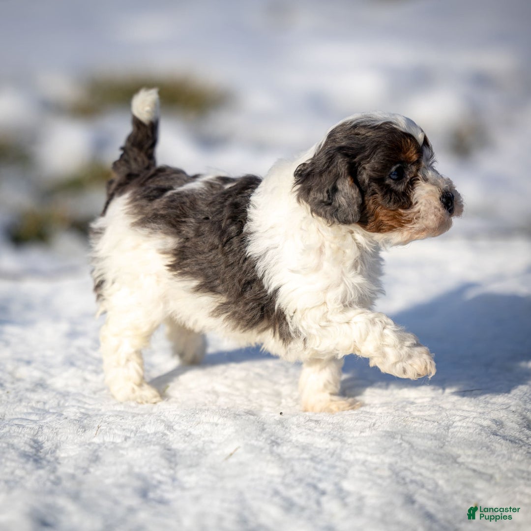 Cavapoo dogs for sale: Simba - Image 3