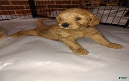 Mini Goldendoodle dogs for sale: Amy - Image 9