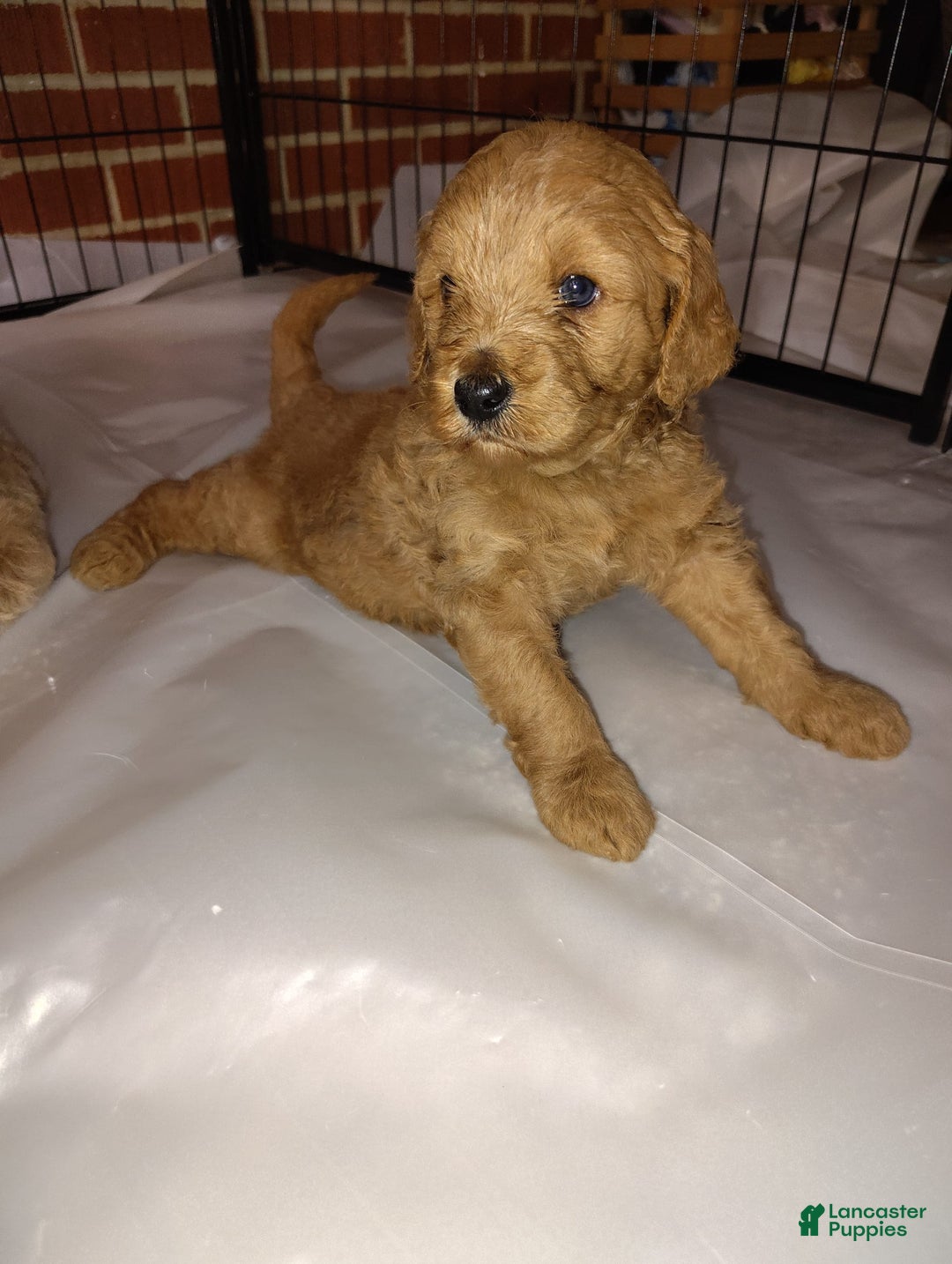 Mini Goldendoodle dogs for sale: Amy - Image 9