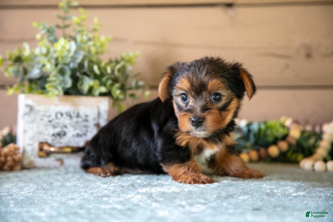 Yorkshire Terrier dogs for sale: Finley - Image 1