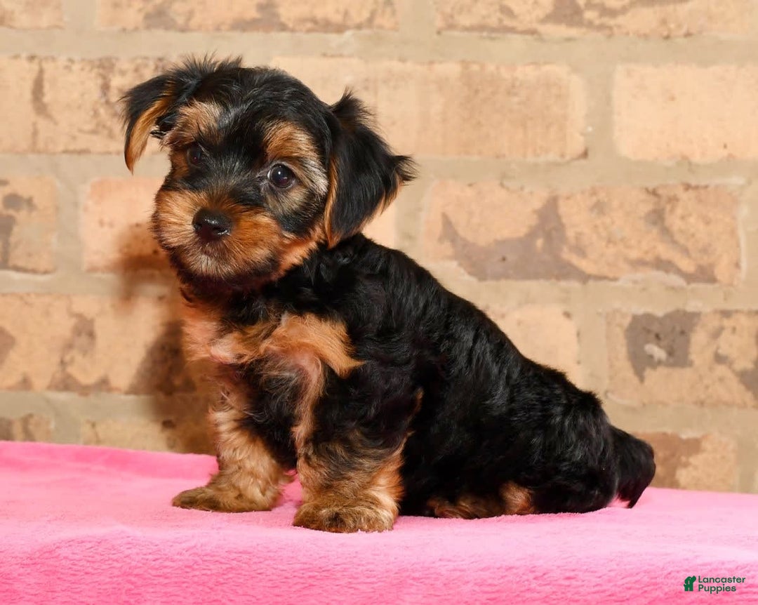Yorkshire Terrier dogs for sale: Connor - Image 9