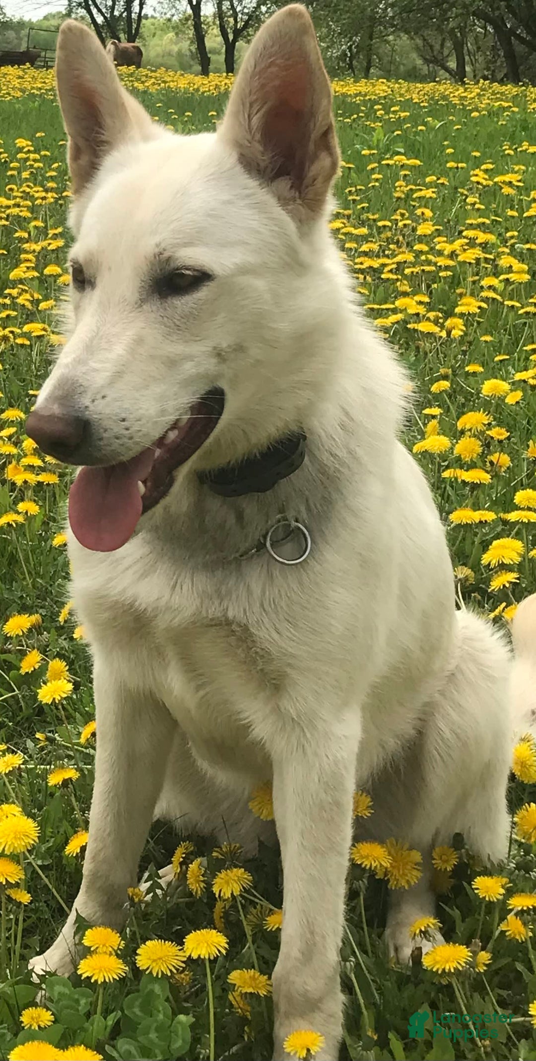 German Shepherd dogs for sale: Lobo - Image 3