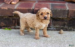 Miniature Poodle dogs for sale: Precious - Image 5