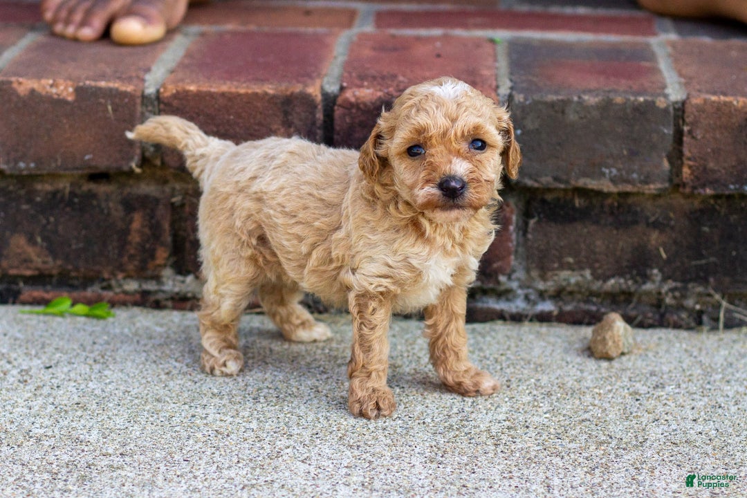 Miniature Poodle dogs for sale: Precious - Image 5