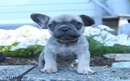 French Bulldog dogs for sale: Lennon - Image 1