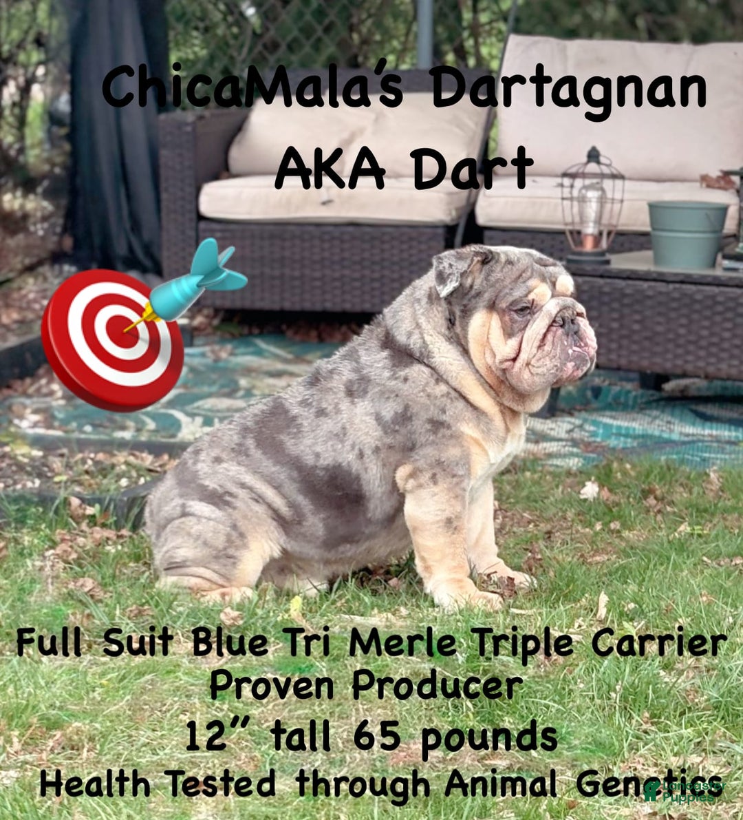 English Bulldog dogs for stud: Dart - Image 7