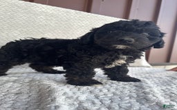 Mini Aussiedoodle dogs for sale: Hugo - Image 9