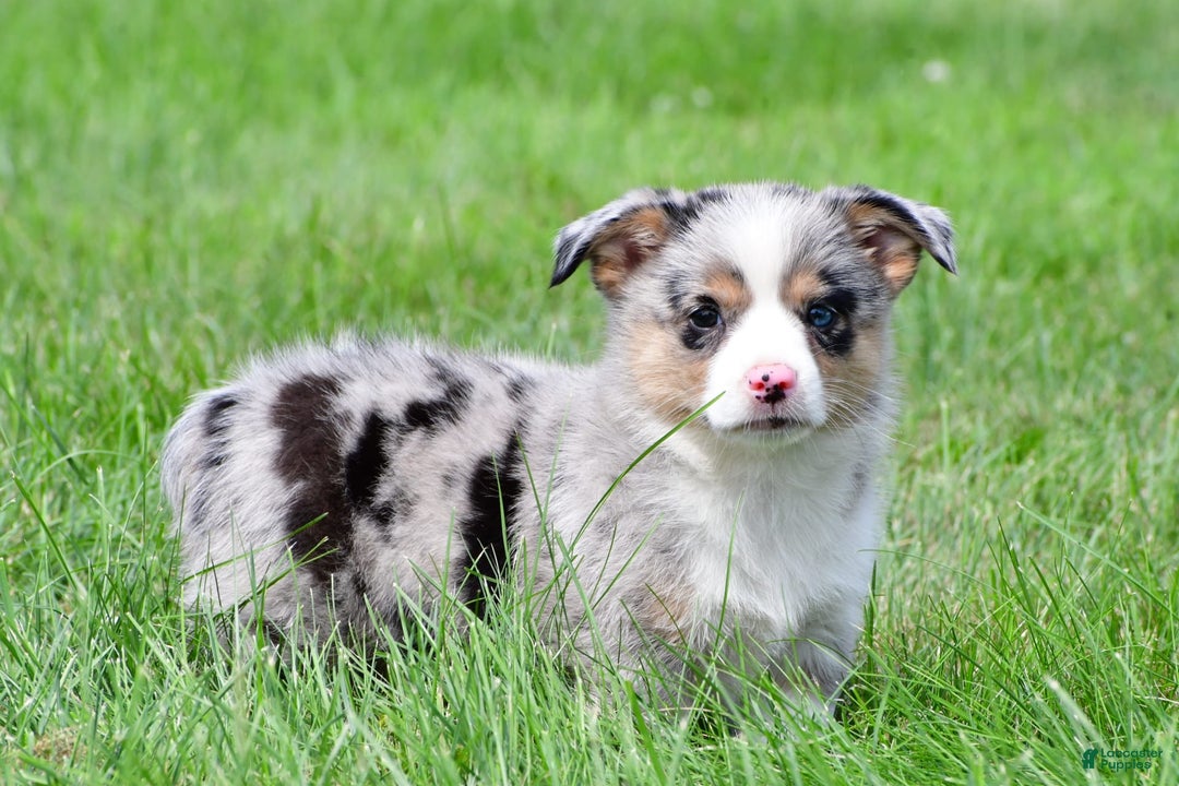 Australian Shepherd dogs for sale: Luna - Image 3