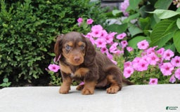 Dachshund dogs for sale: Princess - Image 2