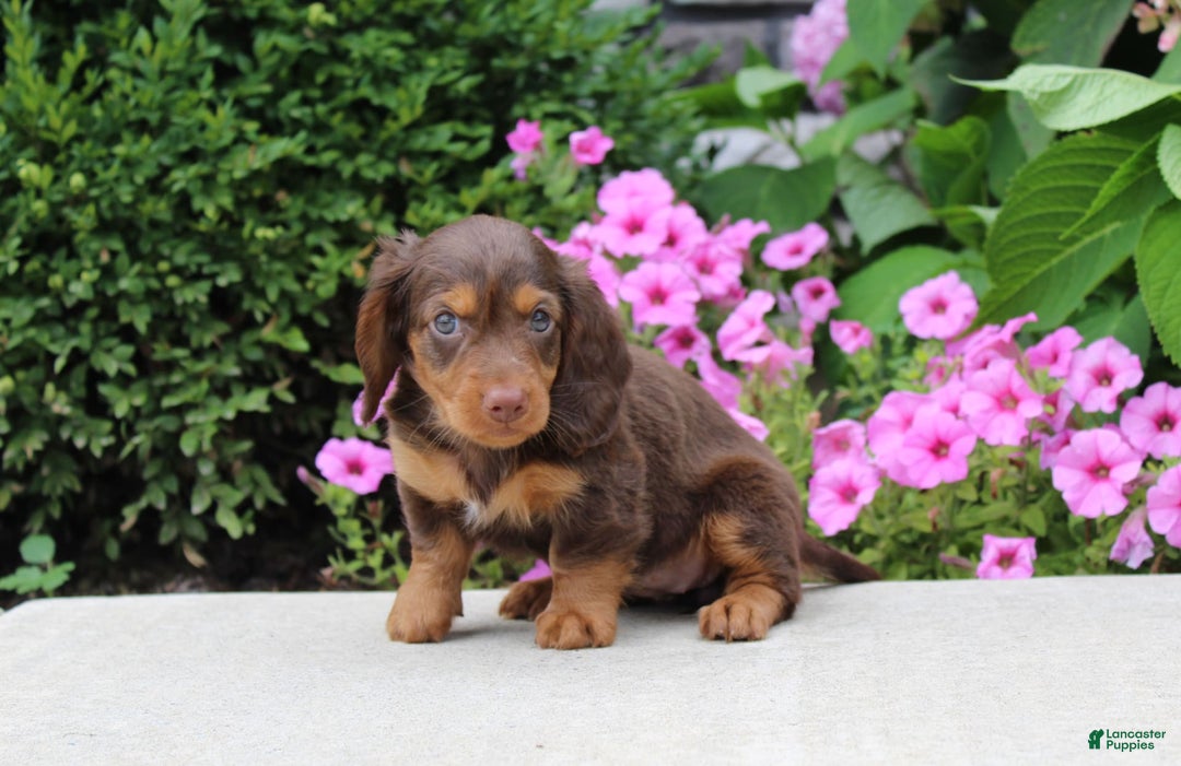 Dachshund dogs for sale: Princess - Image 2